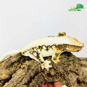 lily white crested gecko