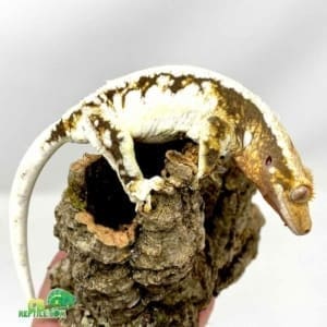 lily white crested gecko