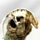 lilly white crested gecko for sale