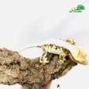 white crested gecko for sale