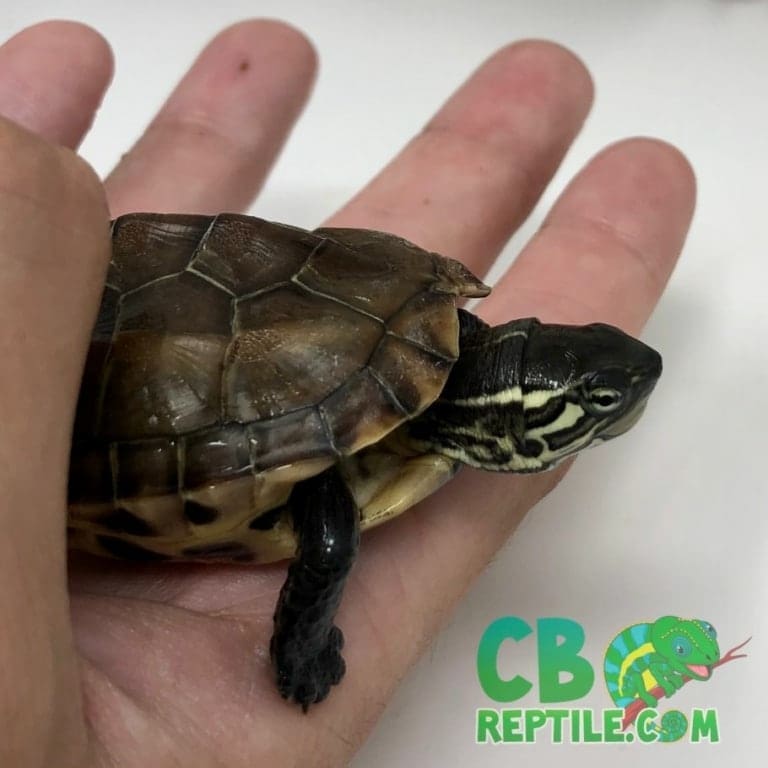 Reeve's Turtles for sale online by the best turtle breeders online