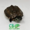 baby Reeve's turtle