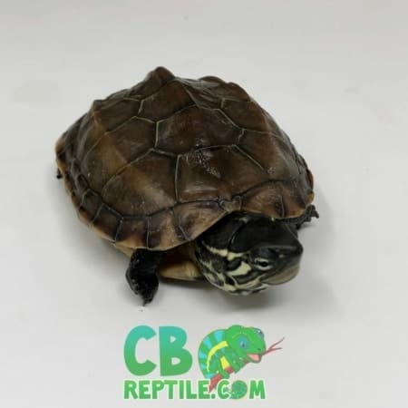 baby Reeve's turtle