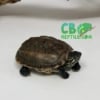 Reeve's turtle for sale