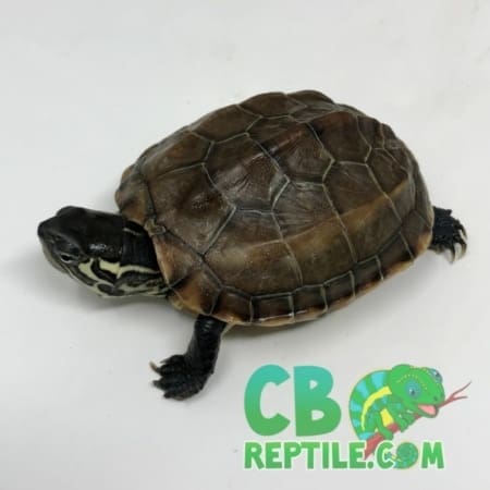 Reeve's turtle