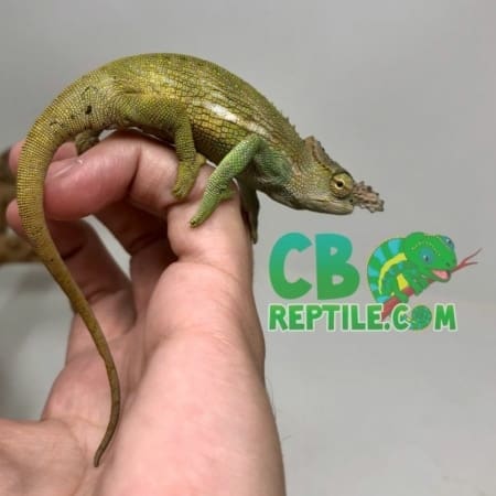 Fischer's Chameleon for sale