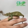 baby Fischer's Chameleon