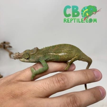 baby Fischer's Chameleon