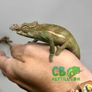 Pet Chams for sale