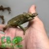 Fischer's Chameleon