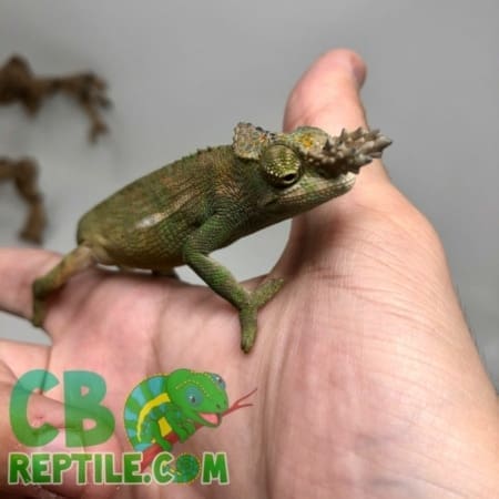 Fischer's Chameleon