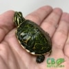 Red belly slider turtle for sale