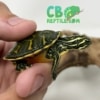 Red belly slider turtle