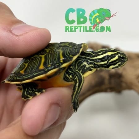 Red belly slider turtle