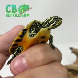 Red belly slider turtles