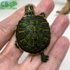 baby Red belly slider turtle