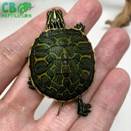 baby Red belly slider turtle
