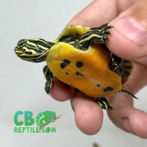 baby turtles for sale