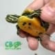 Red belly slider turtle for sale