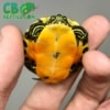 Red belly slider turtle
