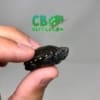 baby Common Mud Turtle for sale