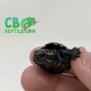 baby Common Mud Turtle