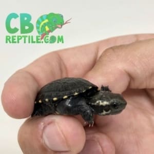 Common Mud Turtle for sale