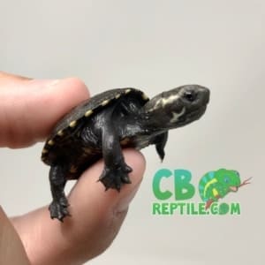 turtle breeders near me