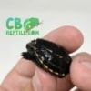 Three striped mud turtle