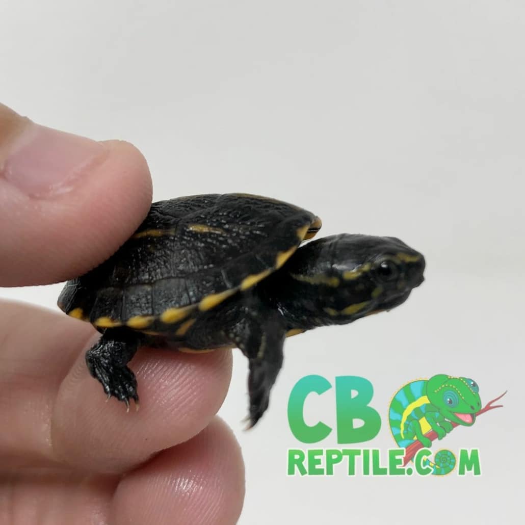 Three striped mud turtle for sale