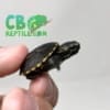 baby Three striped mud turtle