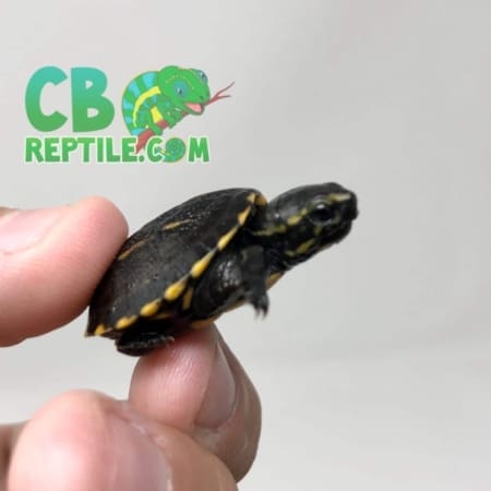 baby Three striped mud turtle
