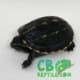 Three striped mud turtle for sale