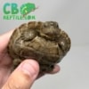 Giant Leaf Turtle