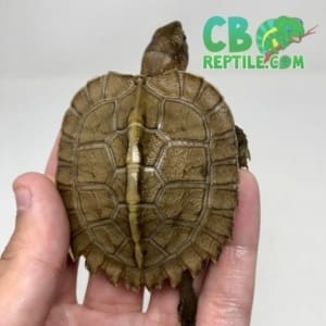 Giant Leaf Turtle for sale