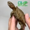 Baby Giant Leaf Turtle