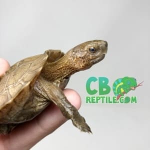 Giant Leaf Turtle for sale