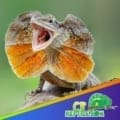 Frilled Dragon