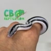 baby Anerythristic rosy boa