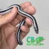 Anerythristic rosy boa for sale