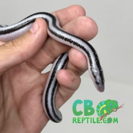 Anerythristic rosy boa for sale