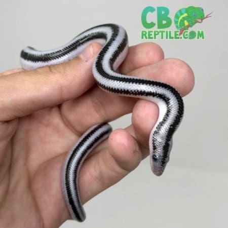 Anerythristic rosy boa