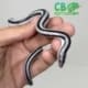 Anerythristic rosy boa