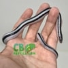 Anerythristic rosy boa