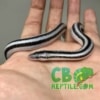 baby Anerythristic rosy boa for sale