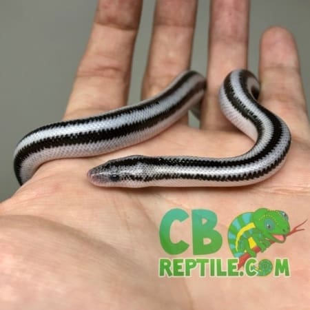 baby Anerythristic rosy boa for sale