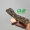 baby Frilled Dragon for sale