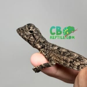 baby Frilled Dragon for sale