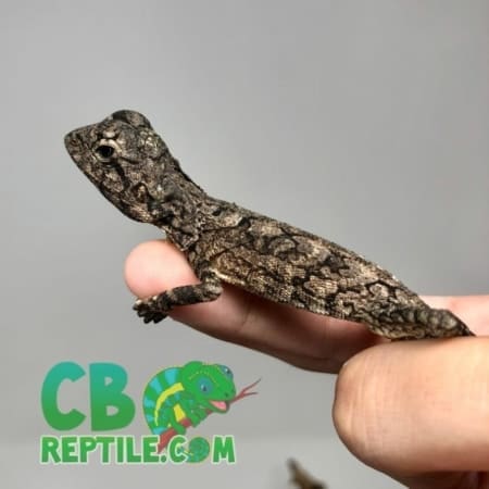 frilled dragon for sale - Image 4