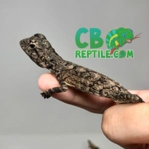 Frilled Dragon for sale